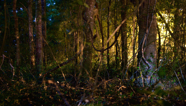 夜间蓝色森林中的萤火虫图片下载