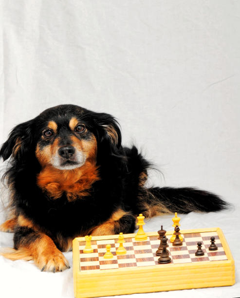 狗与球，数码照片照片为背景图片下载