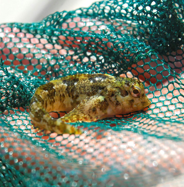 鱼缸里的鱼，数码照片作为背景图片下载