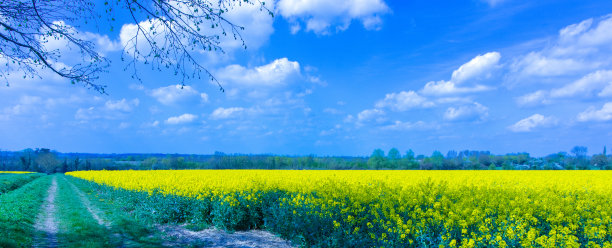 春天开花油菜田图片下载