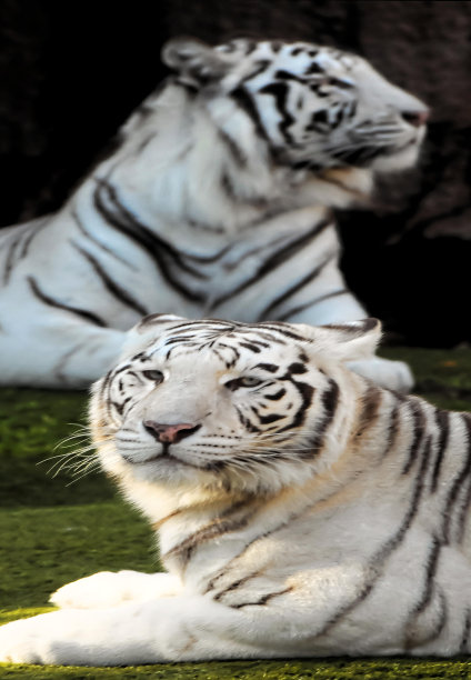 动物园里的老虎，数码照片照片作为背景图片下载