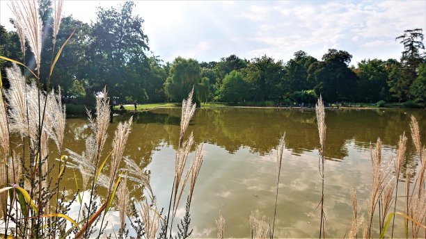 德国。9月。池塘边的秋草。图片下载