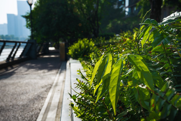 小草在清晨的阳光下图片下载