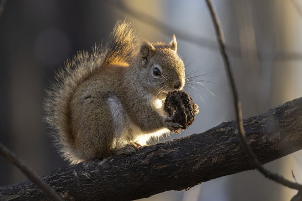 春天的美国红松鼠图片下载