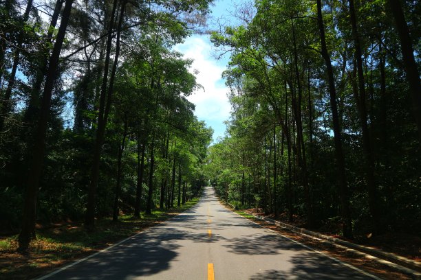 有树荫的直路图片下载