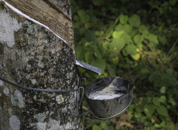 从喀拉拉邦橡胶树中提取的橡胶弹性乳胶图片下载