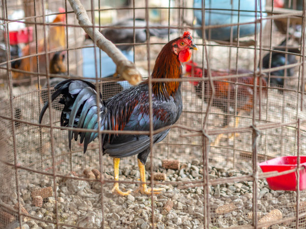 斗鸡图片下载
