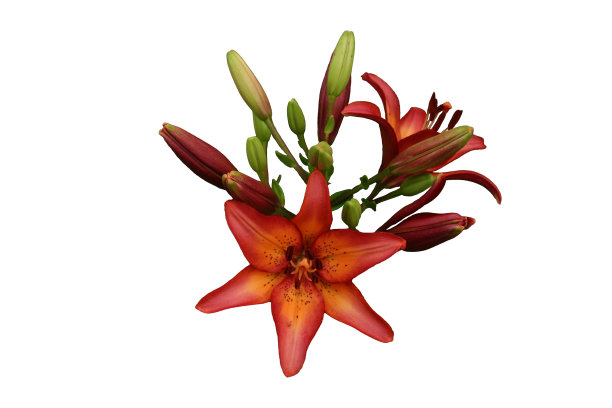 在白色背景上孤立的红色百合花图片下载
