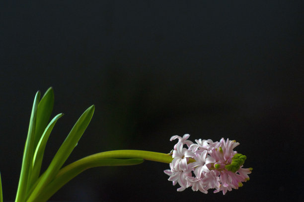 有开放的花蕾的风信子，在黑色的背景上有精致的粉红色。风信子属的多年生球茎草本植物，芦笋科，风信子或百合。风景是东方或荷兰的。副本的空间。图片下载