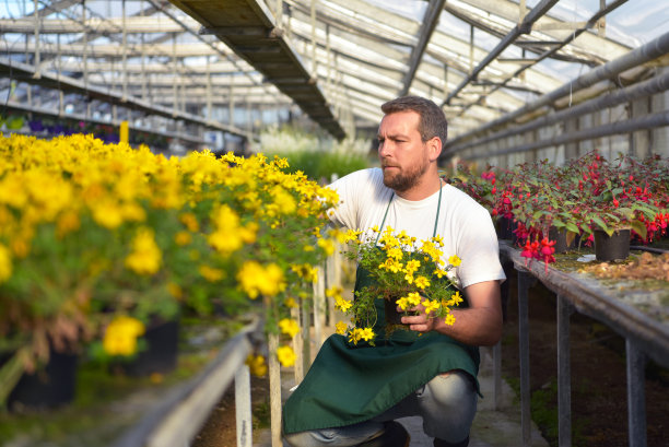 快乐的工人在花店的温室里养花图片下载