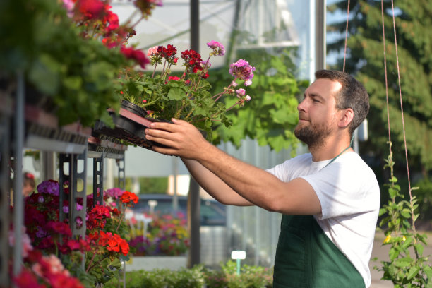 快乐的工人在花店的温室里养花图片下载