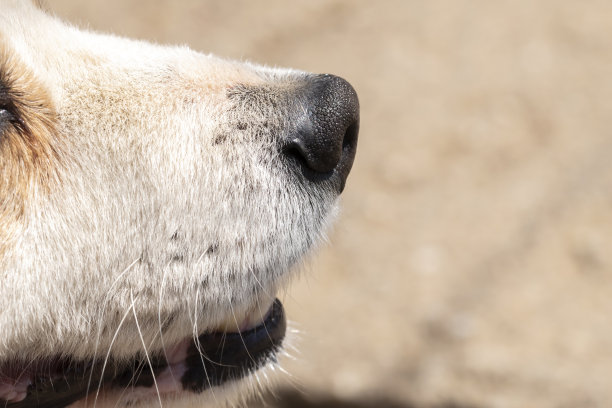 狗鼻子的特写镜头，显示了很多细节图片下载