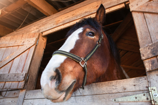 马厩里的棕色马。马的头向窗外窥视。图片下载