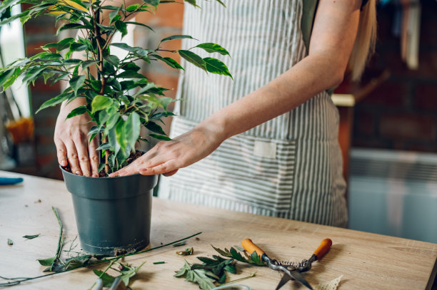 花匠妇女将盆栽植物移栽到肥沃的土壤中图片下载