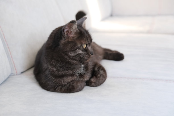 短毛灰蓝色家猫的肖像与大黄眼睛苏格兰灰色虎斑猫。可爱的宠物和绿色的室内植物。英国短毛灰猫，有大大的橙色眼睛图片下载