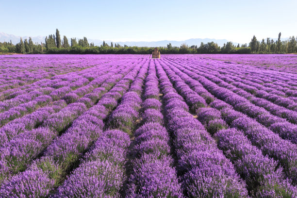 阳光明媚的薰衣草庄园。图片下载