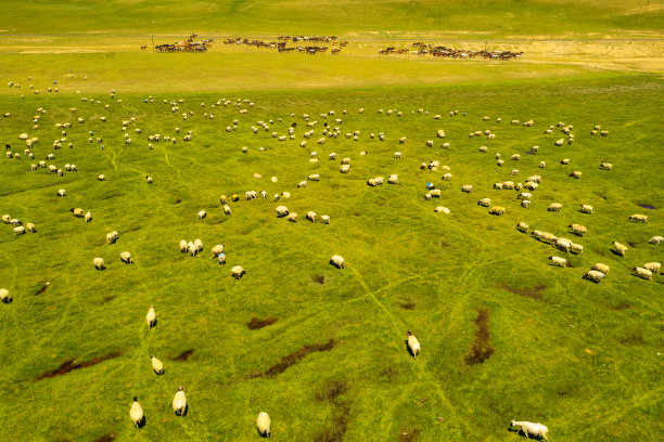 羊在草原上与蓝色的天空。图片下载