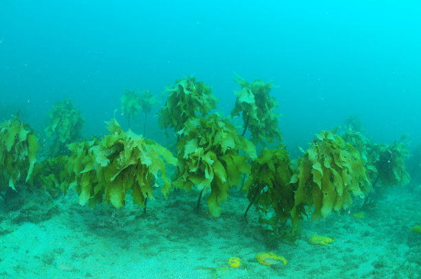 阴暗水域中潜行的海藻图片下载