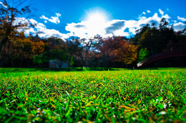 绿草坪自然公园图片下载