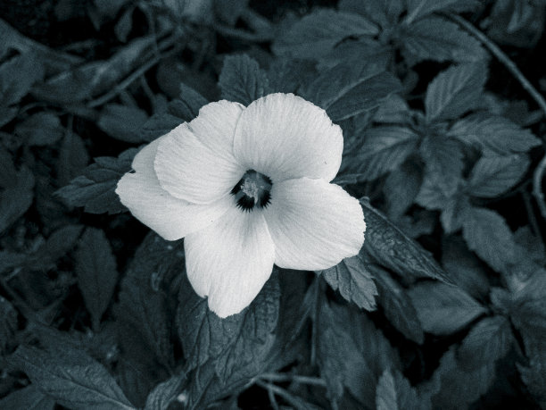 花与黑色和白色的触摸装饰或背景图片下载