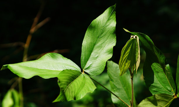 植物叶片特写图片下载