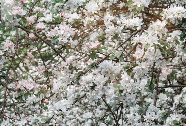 苹果树的树枝上开满了白花。图片下载