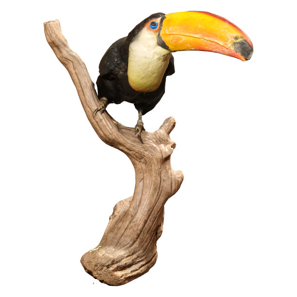 3D渲染巨嘴鸟白色图片下载