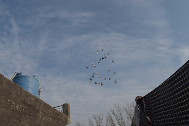 会飞的鸟图片下载