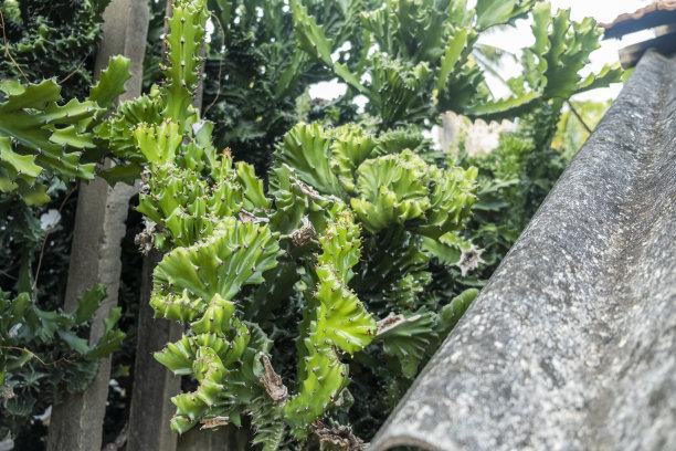 大仙人掌和部分屋顶图片下载