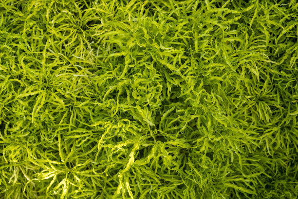 热带花卉树叶无缝图案绿色在黑色的丛林背景。自然照片拼贴绿色。印花和现代墙纸的艺术设计。图片下载