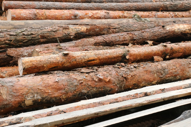 在锯木厂砍伐松树。木材业图片下载