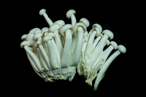 混合蘑菇在黑色背景，顶部视图和复制空间图片下载