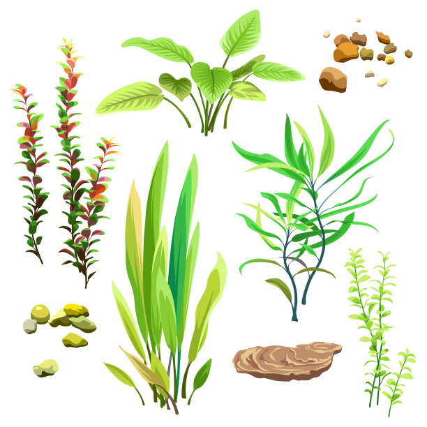 海藻和石头。水族馆植物。矢量水下海洋植物群。图片下载