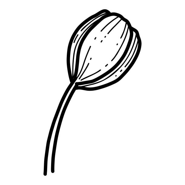 自由手樱花花矢量，美丽的线条艺术桃花孤立在白色背景。春天的日本花。写实手绘风格图片下载