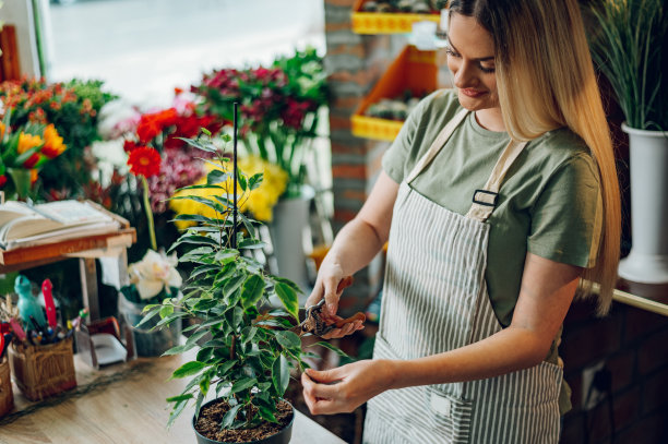 花商用修剪剪修剪盆栽的雌性植物图片下载