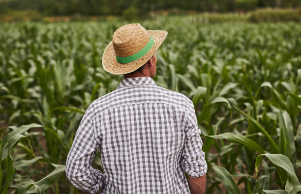 一个面目全非的农民站在玉米地里图片下载