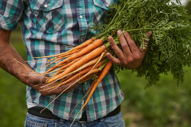 农民扛着一捆胡萝卜图片下载