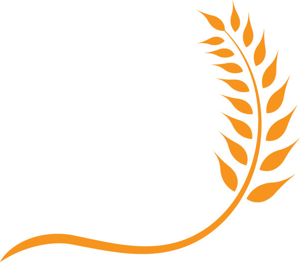 白色背景下的植物特写镜头图片下载