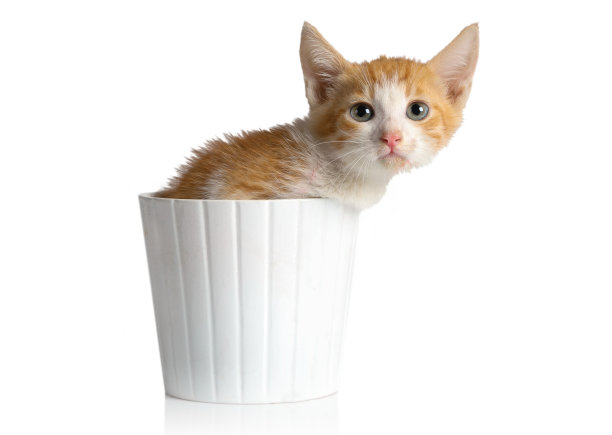 小红猫坐在白色的花盆里图片下载