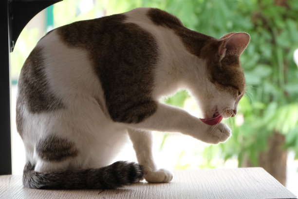 棕色的猫舔爪子上的毛图片下载