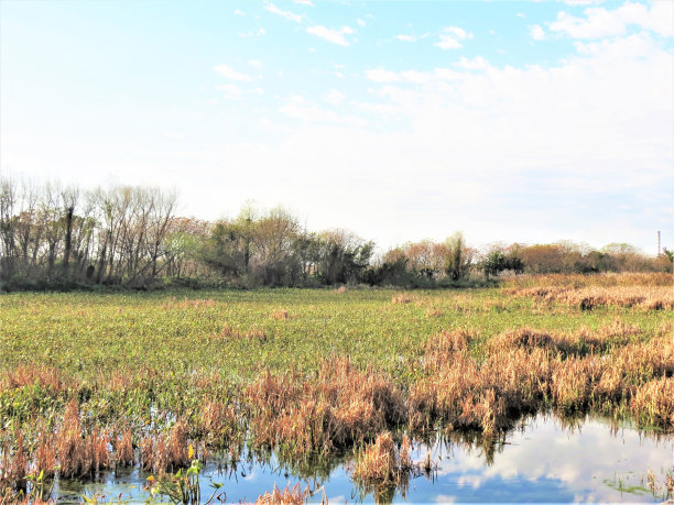 阿根廷布宜诺斯艾利斯的Costanera Sur生态保护区公园。图片下载