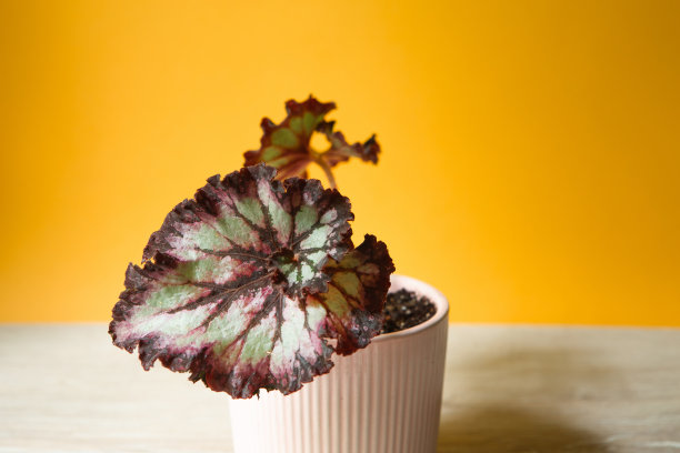 美丽的装饰落叶秋海棠叶与一个近距离装饰在一个锅。复制空间。种植盆栽植物，绿色家居装饰，护理栽培图片下载