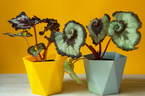 美丽的装饰落叶秋海棠叶与一个近距离装饰在一个锅。复制空间。种植盆栽植物，绿色家居装饰，护理栽培图片下载