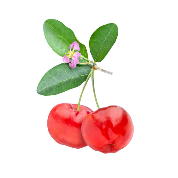 针叶樱桃上白色图片下载