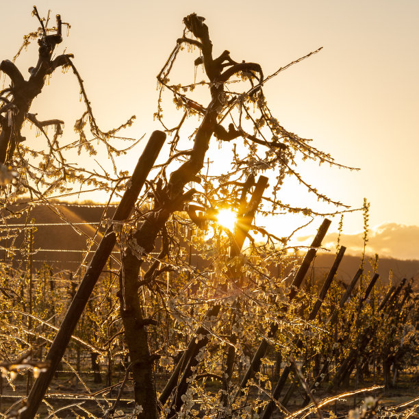 在春天寒冷的早晨，日出时草地上的冰冻水果花。农民们不得不灌溉盛开的花朵图片下载