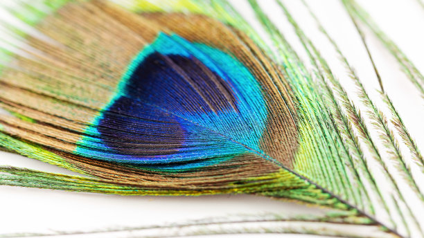 孔雀羽毛微距摄影。美丽的羽毛与蓝色，绿色，绿松石阴影孤立在白色背景。图片下载