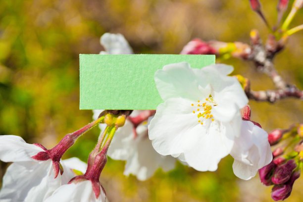 关于吉野樱花的绿卡评论空间图片下载