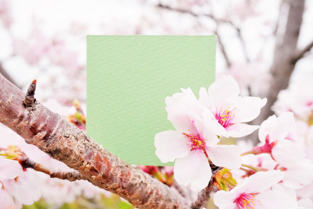 一张空白贺卡的模型，装饰着盛开的吉野樱桃树的樱花图片下载