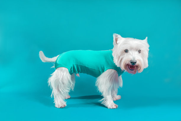 可爱的小狗宠物工作室照片与时尚的衣服肖像与一个漂亮的狗的表情图片下载