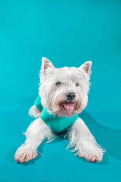 可爱的小狗宠物工作室照片与时尚的衣服肖像与一个漂亮的狗的表情图片下载